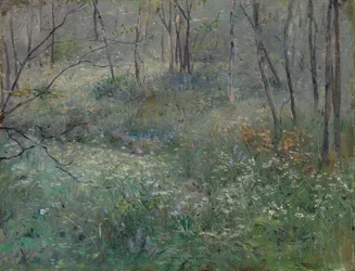 Persil sauvage, 1900