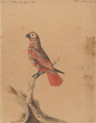 Un perroquet rouge