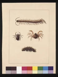 Page 11. Insectes de Nouvelle-Galles du Sud. Maintenant connus sous le nom de centipède commun, araignée du genre Isopeda, crabe soldat, chenille, vers 1789-90