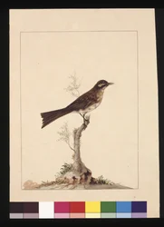 Page 14. Moucherolle à oreilles jaunes. Maintenant connu sous le nom de Méliphage à face jaune, c.1789-90