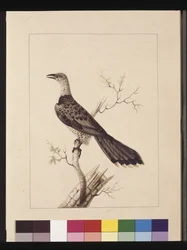 Page 1. Calao anormal : Signé l.c. Sarah Smith. Maintenant connu sous le nom de Coucou à bec de corbeau, c.1789-90