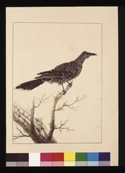 Page 26. Guêpier femelle. Maintenant connu sous le nom de Petit oiseau à gencives, c.1789-90