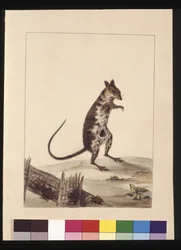 Page 27. Poto Roo ou rat-kangourou. Maintenant connu sous le nom de kangourou-rat roux, vers 1789-90