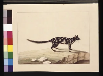 Page 28. Un Tapoa Tafa. Maintenant connu sous le nom de Dasyurus quoll. Semble être une copie de Sarah Stone d