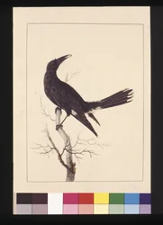 Page 30. Corbeau à ventre blanc. Maintenant connu sous le nom de Currawong pie, vers 1789-90
