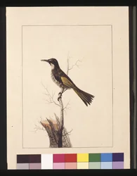 Page 5. New Holland Creeper. Maintenant connu sous le nom de White-cheeked honey eater, vers 1789-90
