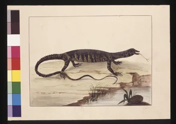 Page 6. Lézard bigarré. Maintenant connu sous le nom de Goanna, vers 1789-90