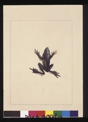 Page 9. Grenouille bleue. Maintenant connue sous le nom de grenouille arboricole verte, vers 1789-90