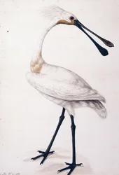 Spatule, 1777