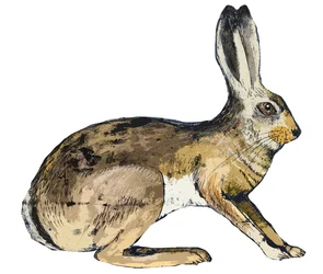 Lièvre, 2024 (monoprint)