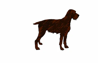 Chien