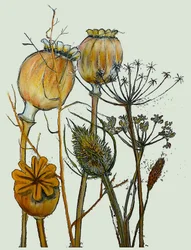 Têtes de graines séchées, 2019