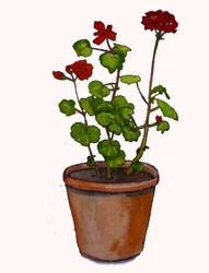 Géraniums dans un pot de fleurs, 2019