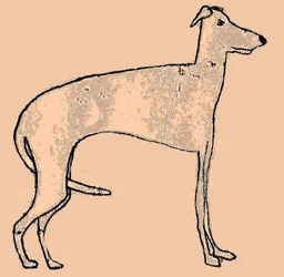 Chien maigre