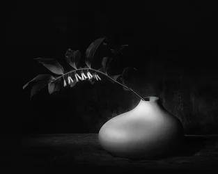 Nature morte botanique sombre