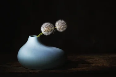 Pissenlits silencieux