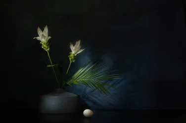 Fleurs blanches, nature morte sombre