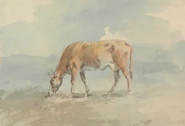 Vache broutant
