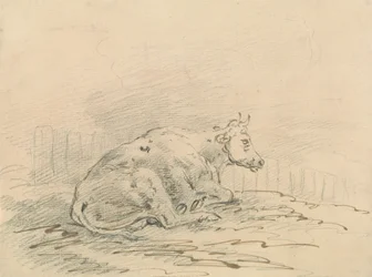Vache couchée près d