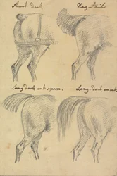 Quatre esquisses de queues de cheval
