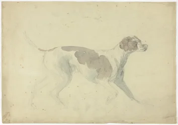 Chien renard (recto) ; Croquis d