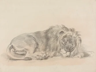 Lion couché
