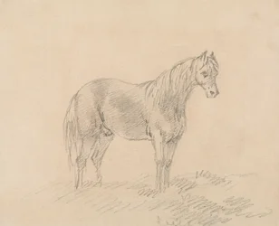 Cheval mâle