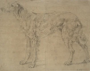 Chien de chasse