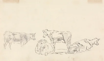 Étude de bétail