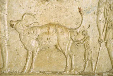 Égypte ancienne, peinture murale, Tombe de Petosiris, Tuna el-Gebel, 300 av. J.-C., Aider une vache à mettre bas