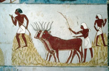 Louxor, Thèbes : Tombes des nobles : la tombe de Nakht. Scène agricole. Vallée des Nobles.