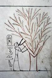 Louxor, Thèbes : Vallée des Rois. Tombeau de Thoutmosis III (-1504 - -1450), pharaon d
