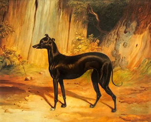Lévrier italien