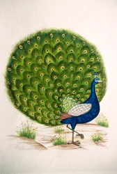 Peinture miniature sur soie : paon