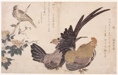 Coq, poule et oiseau
