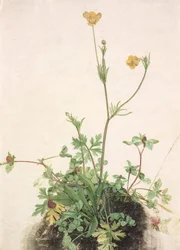 French : Renoncule, Trèfle rouge et Plantain Buttercups, Red Clover, and Plantain