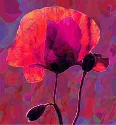 Coquelicot, 2020