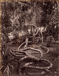 Une liane dans les jardins de Peradeniya, Ceylan