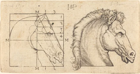 Deux têtes de cheval