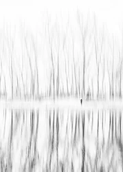 Silhouette solitaire : reflets hivernaux