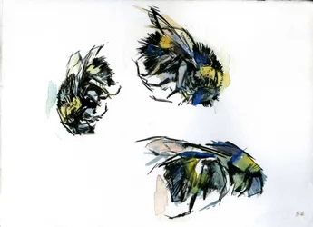 Études sur les abeilles, 2024 (encre sur papier)