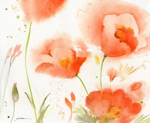 Coquelicots corail pâle