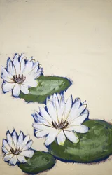 Nénuphars blancs