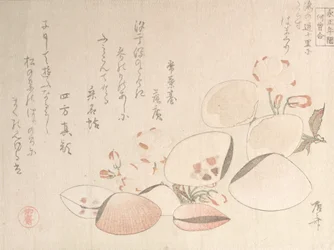 Fleurs de cerisier et coquillages