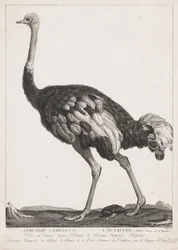 Autruche