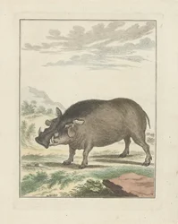 Sanglier africain