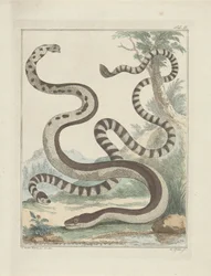 Serpents Platstaart