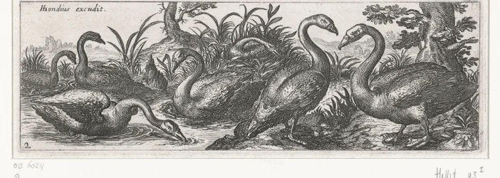 Cygnes