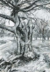 Vieil arbre, Richmond Park (peinture acrylique et encre sur papier)