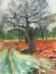 Vieil arbre, Richmond Park, 2019